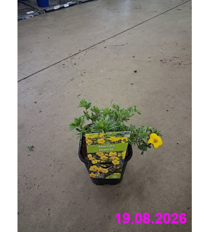 Potentilla frut. 'Goldstar' C 1,4 L